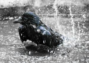 A raven taking a bath
