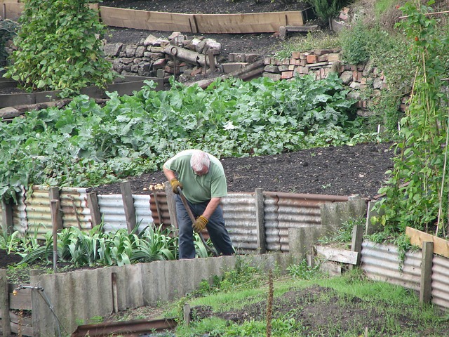 digging on the allotment