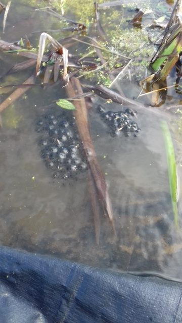frogspawn in pond image